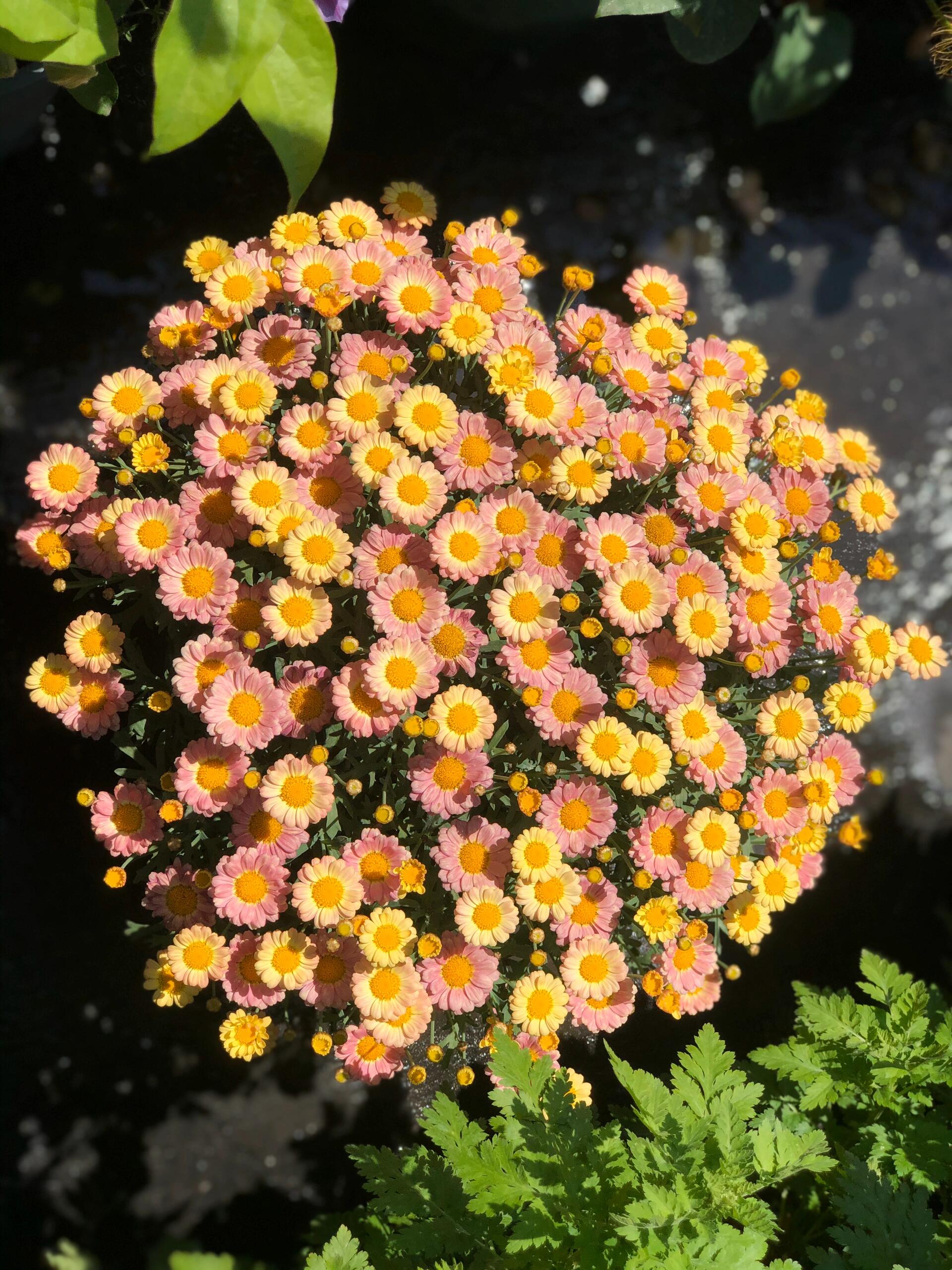 🌸玛格丽特小菊盆栽 花期长 花量足 花色 配图3