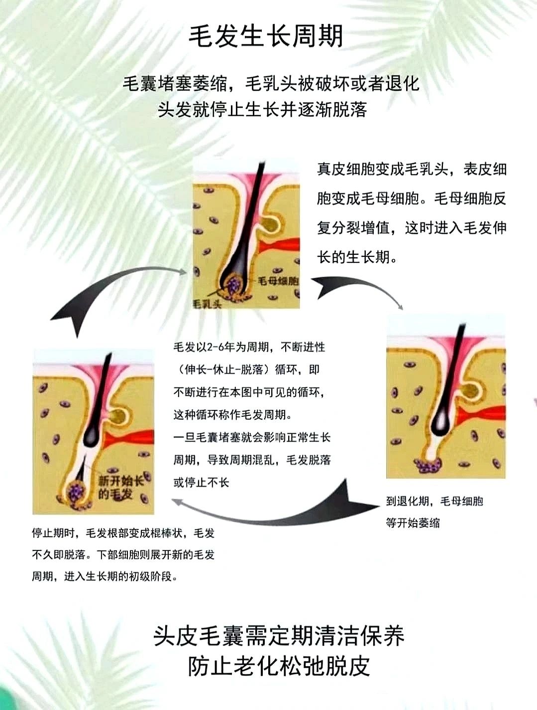 养发养的是头皮 不只是发根和发干 还有油