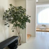 马醉木🌿以其华丽而大型的叶子成为室内装饰 配图2