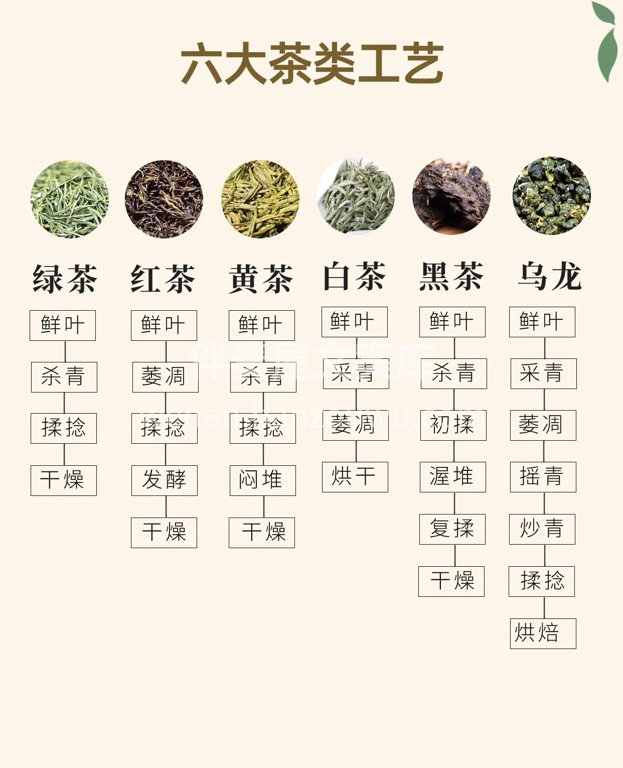 六大茶类工艺说明，到冲泡详解，到代表茶的 配图2