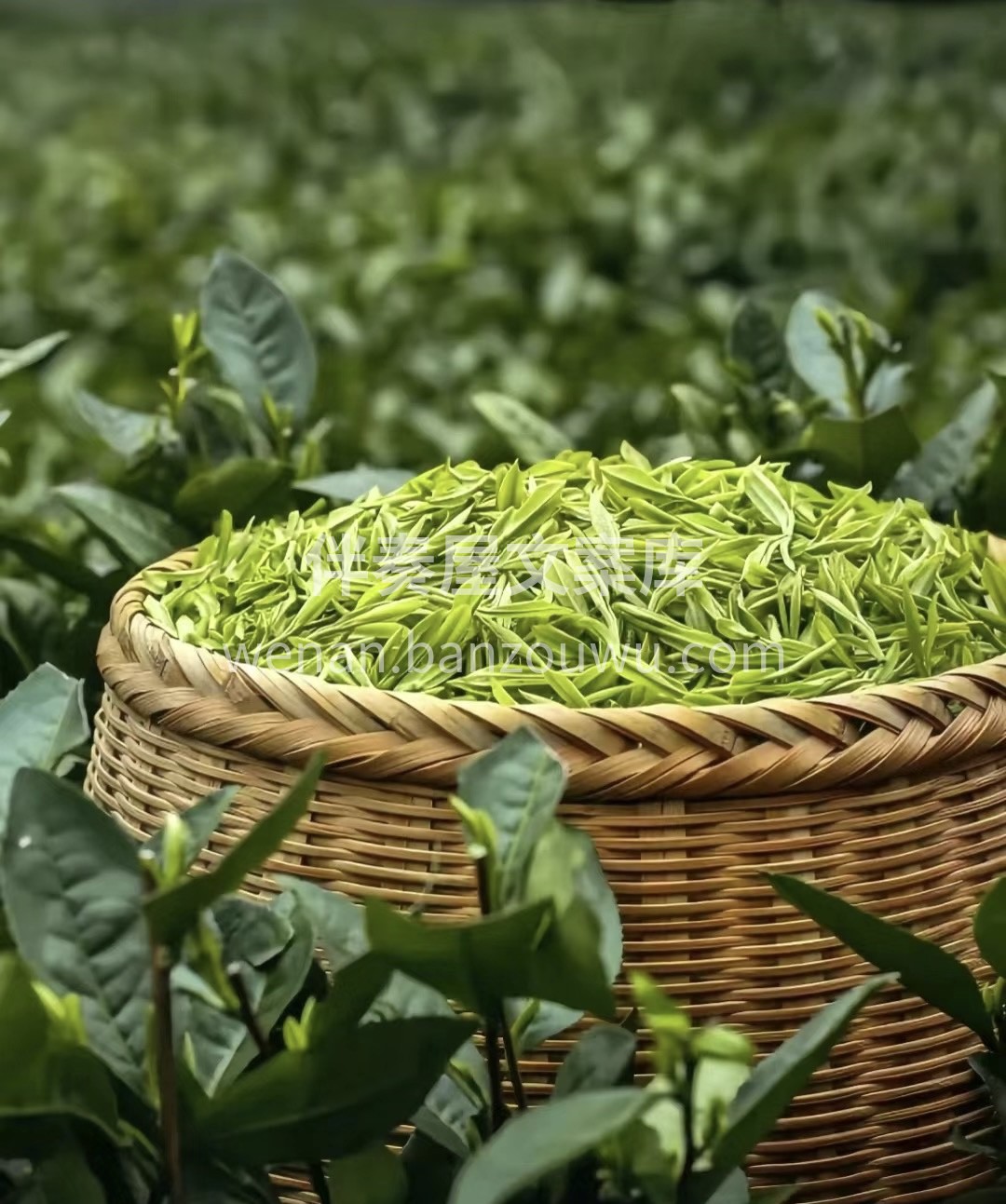 茶人，未必就是精于茶道之人，也未必是采茶 配图2