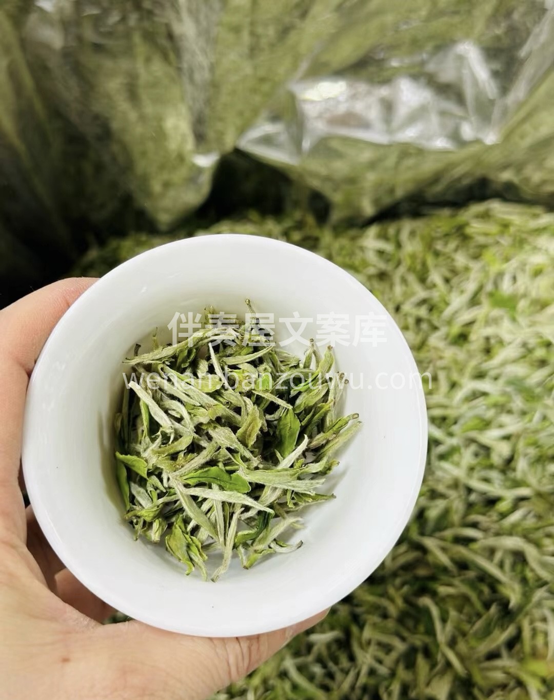 『白牡丹』 存新茶，喝老茶，会老友，一杯 配图2