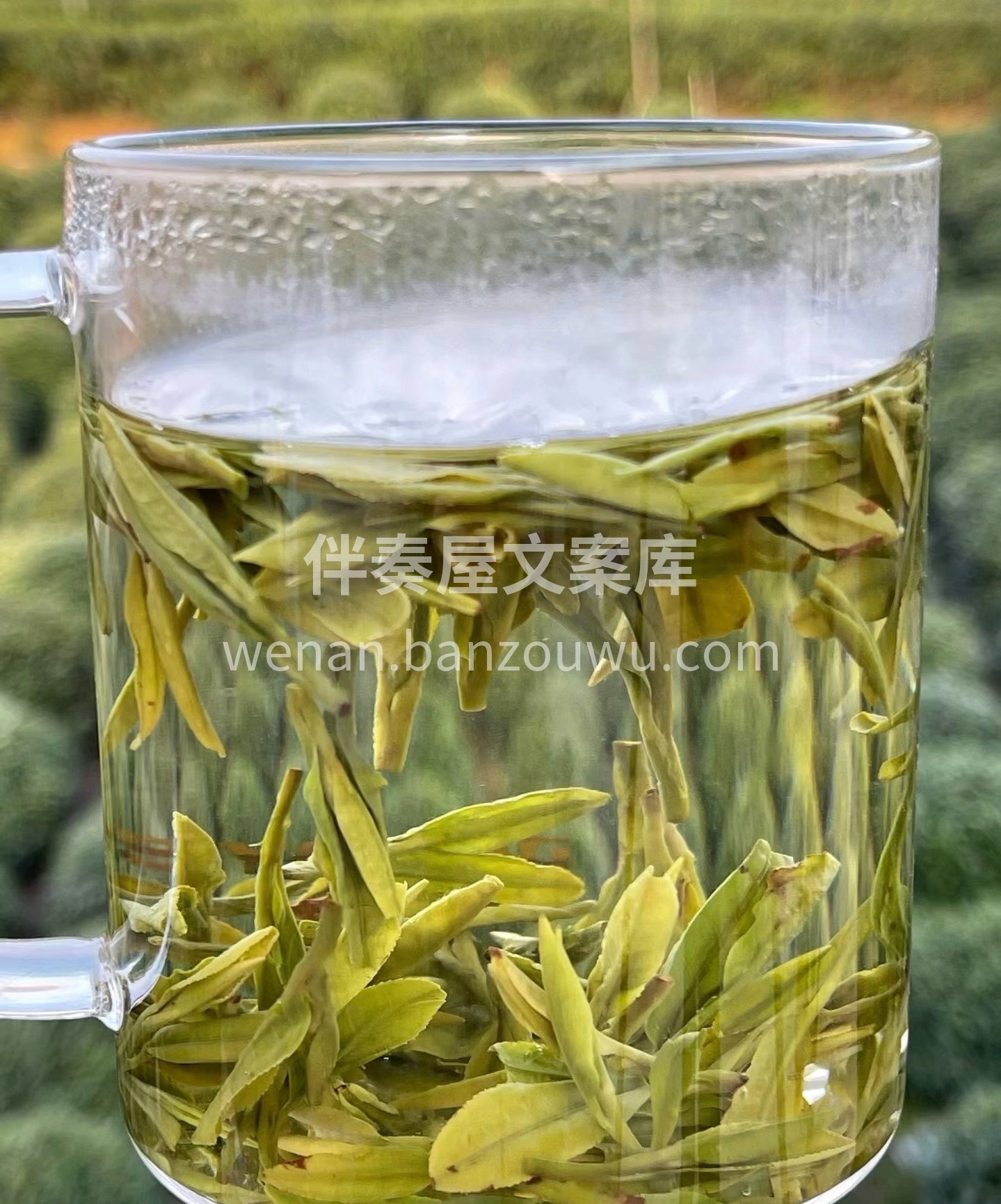 采摘时间三月底的明前龙井，树种是龙井43 配图3