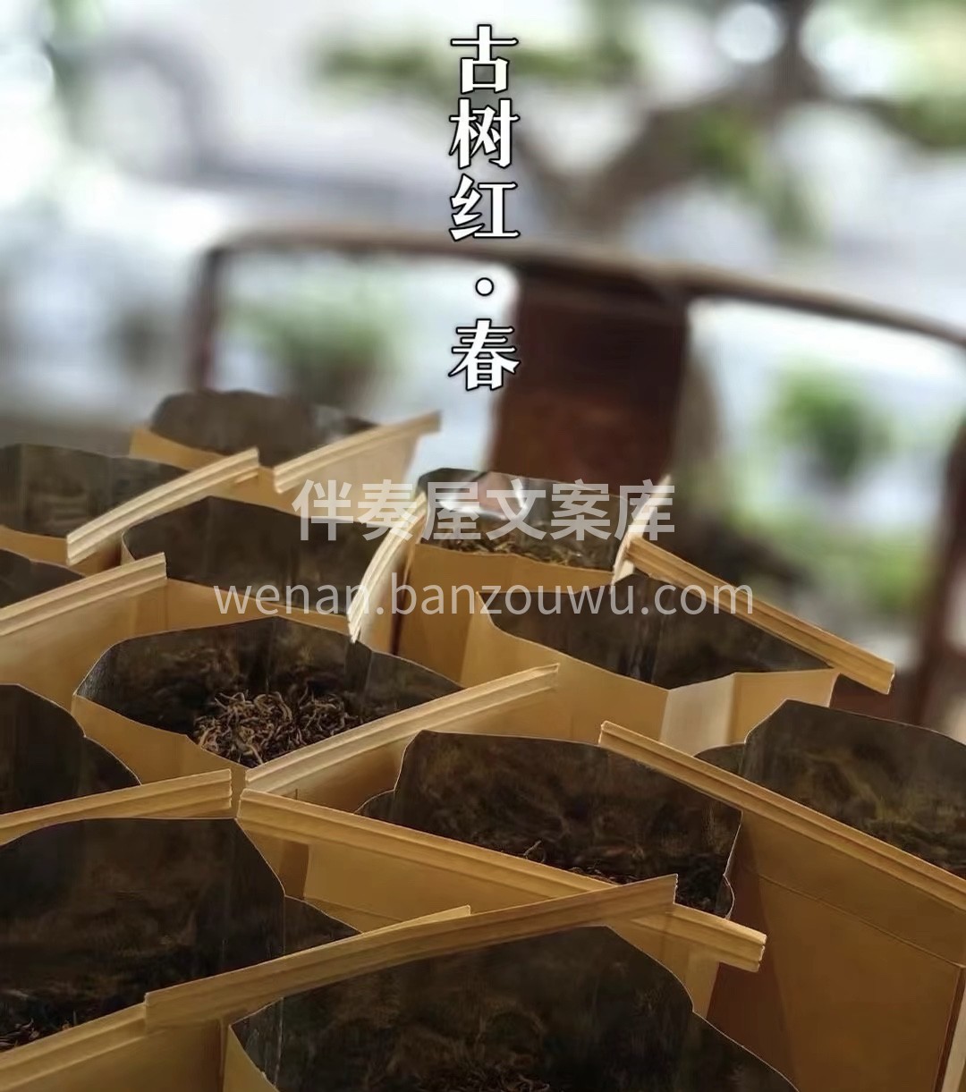 一碗古树红 温暖你的胃 滇红|满披金毫- 配图2