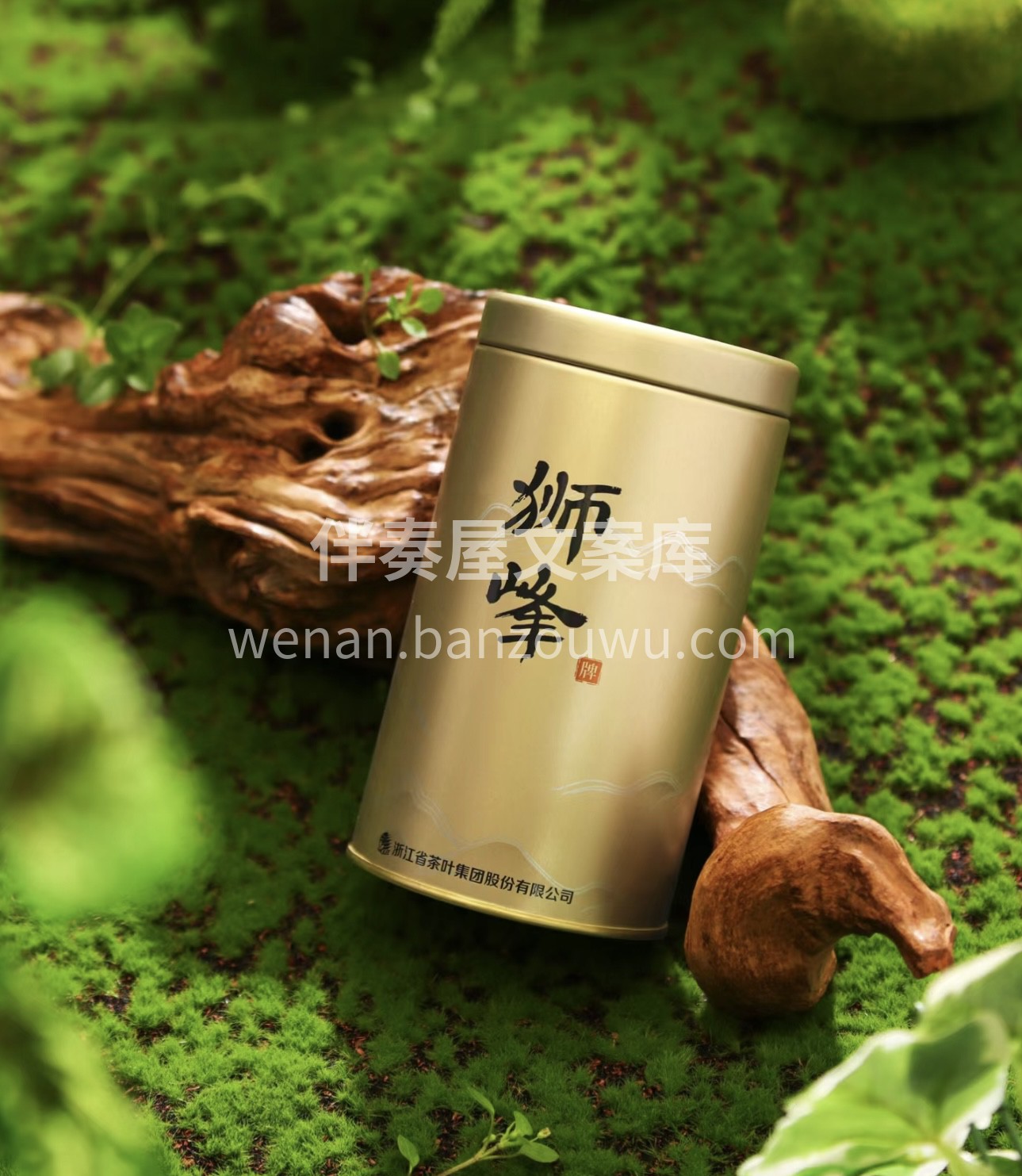 明前龙井，茶中瑰宝，此刻正逢采茶时。那一 配图1