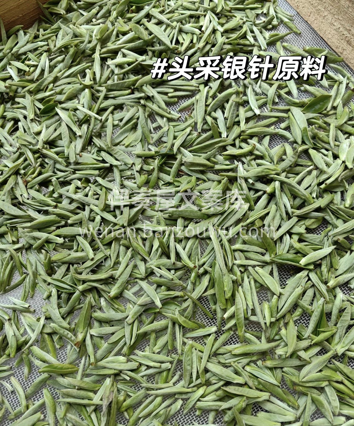 白毫银针为历史名茶，素有茶中“美女“““ 配图3