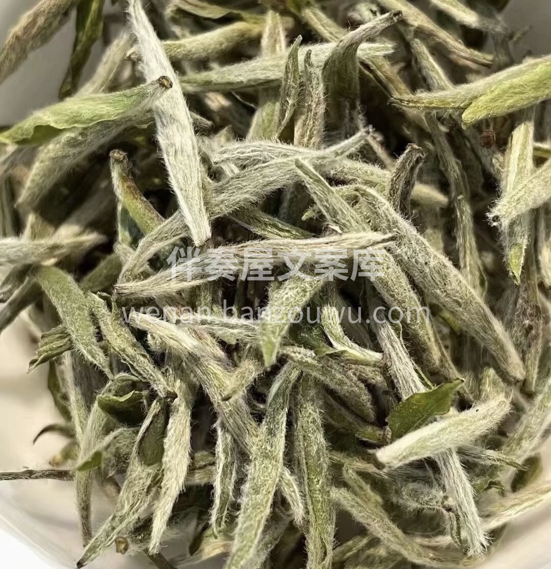 白毫银针它能抗氧化，美容养颜，延缓衰老； 配图2