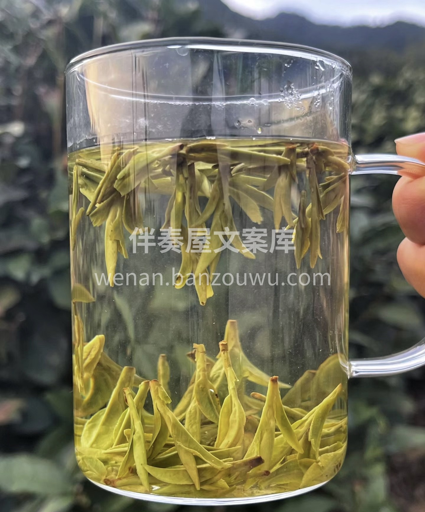 毛尖茶：香气纯正。它不仅含有丰富的抗氧化 配图3