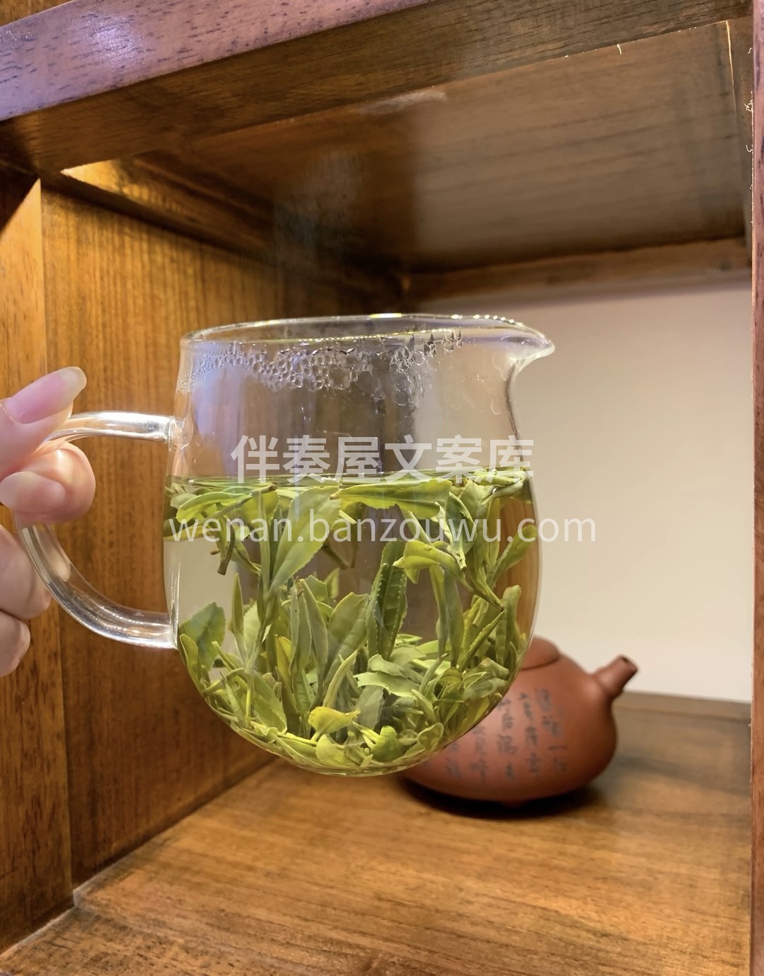 每年清明谷雨，选摘良种茶树“黄山种”、“ 配图2