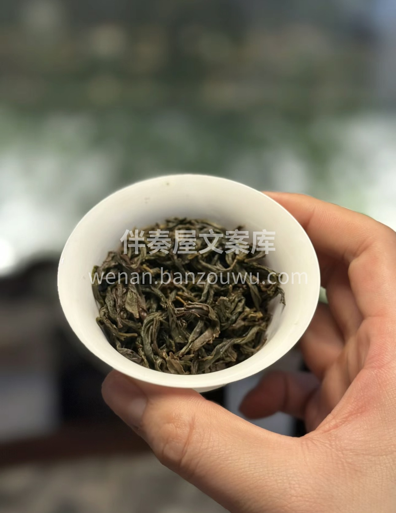 单丛鸭屎香，又名银花香，属半发酵的乌龙茶 配图2