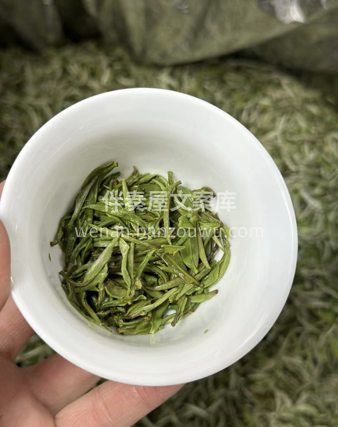 『白牡丹』 存新茶，喝老茶，会老友，一杯 配图3