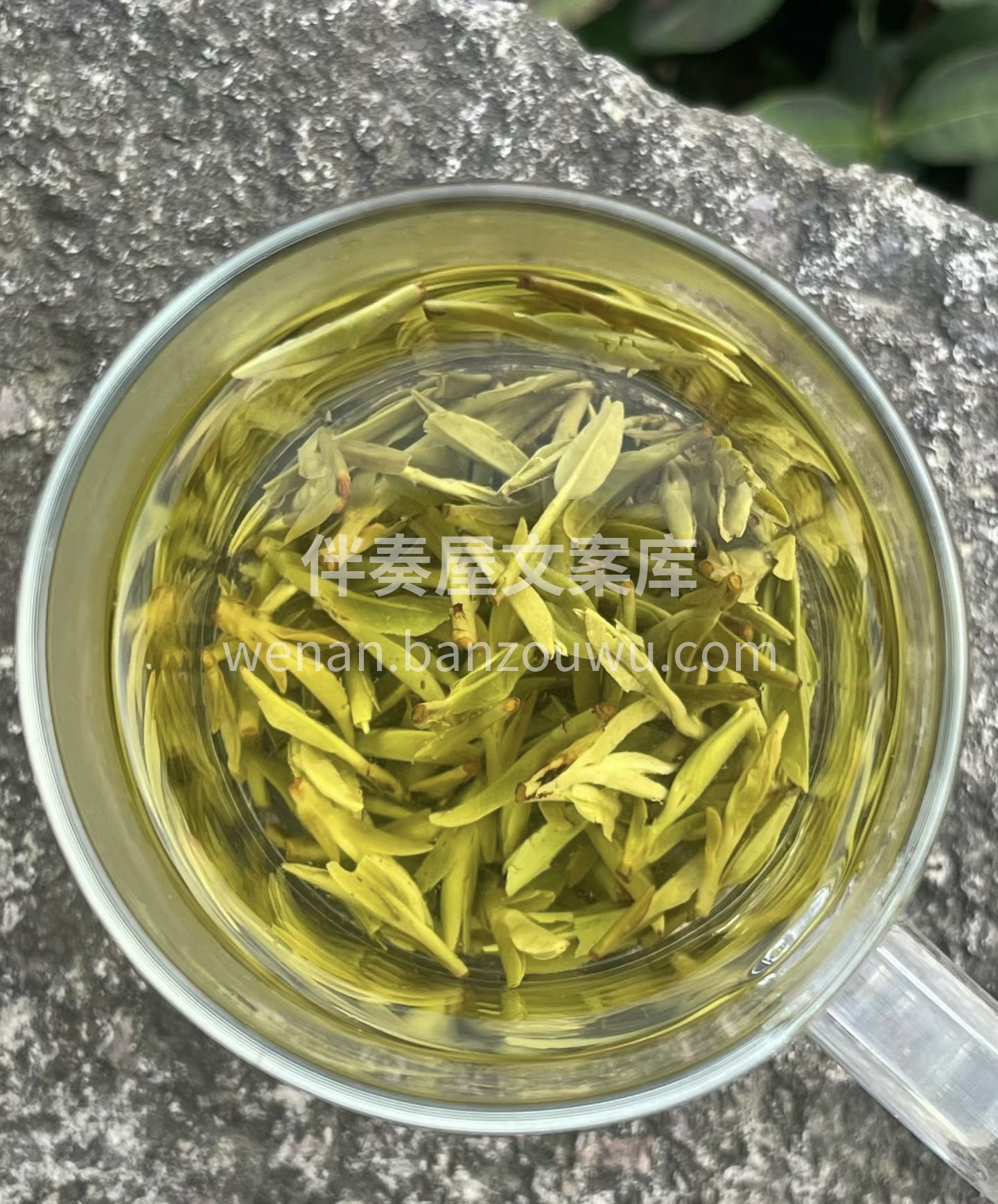 毛尖茶：香气纯正。它不仅含有丰富的抗氧化 配图2