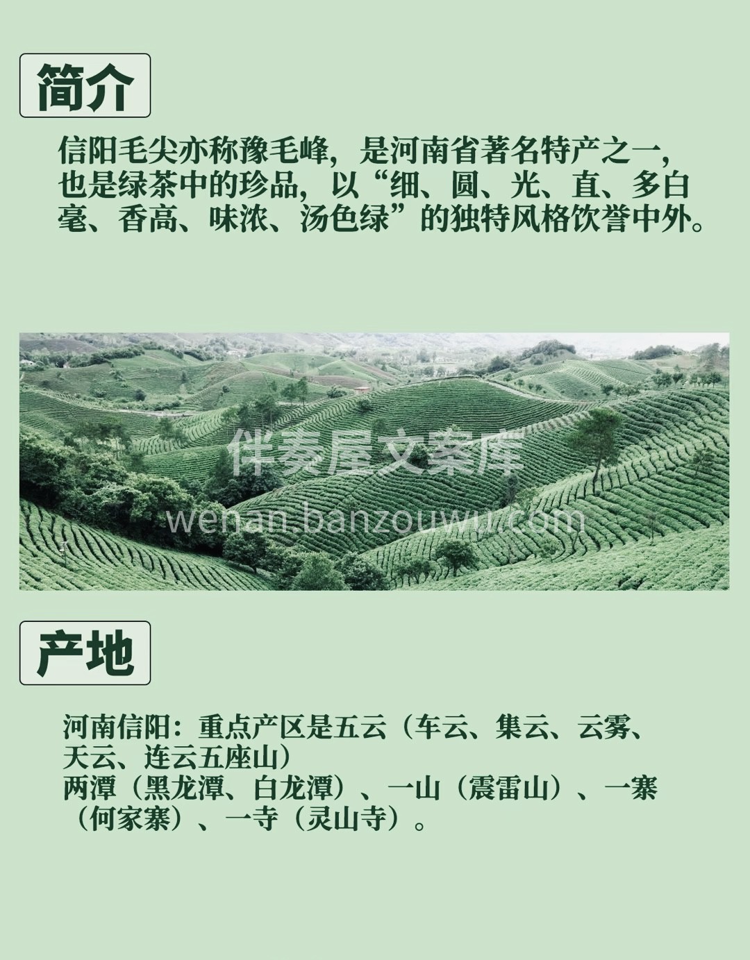 淮南茶，信阳第一 当你亲自手受到信阳毛尖 配图2