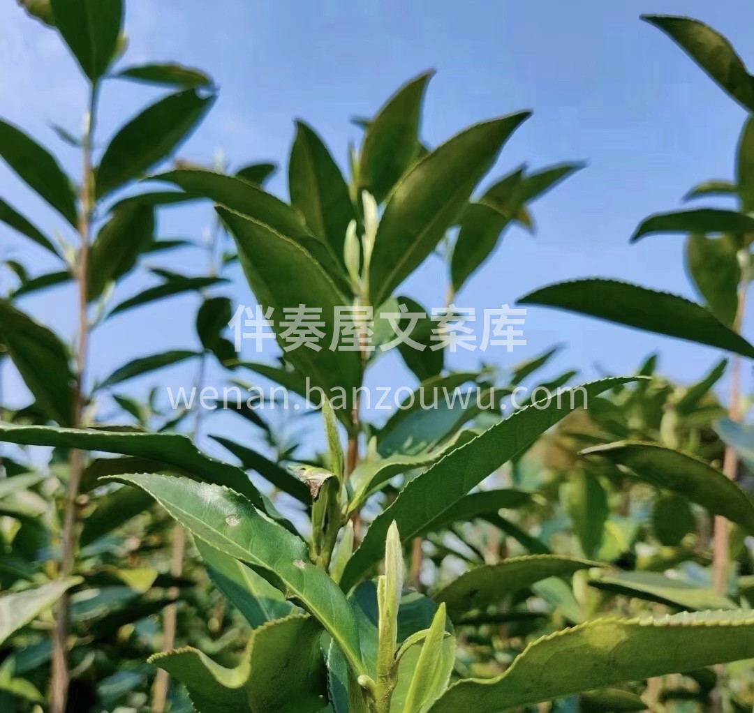精品茶王，白毫银针茶坯，根根嫩芽，花香浓 配图2