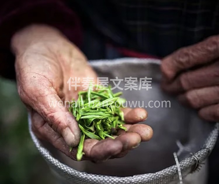 ①赏干茶 茶干条索紧实饱满，乌褐发亮。细 配图2