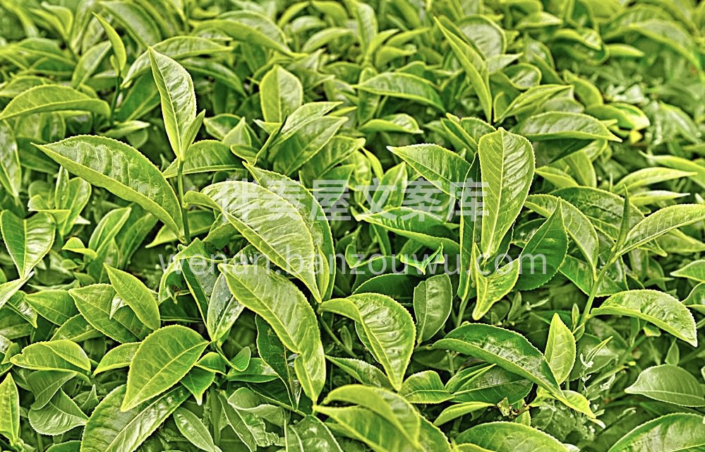 喝茶是热爱 卖茶是生活 万物皆可爱 茶叶 配图3