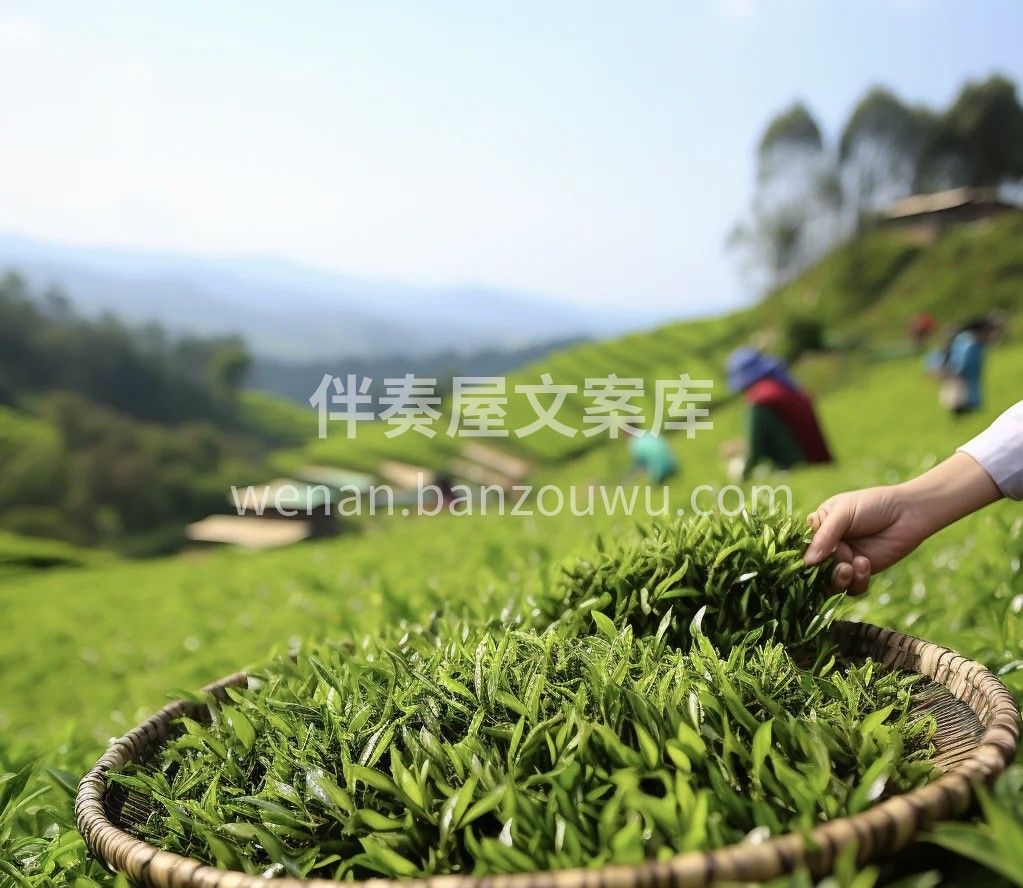 古法泡茶与煮茶，千百年传统工艺，让每一杯 配图3