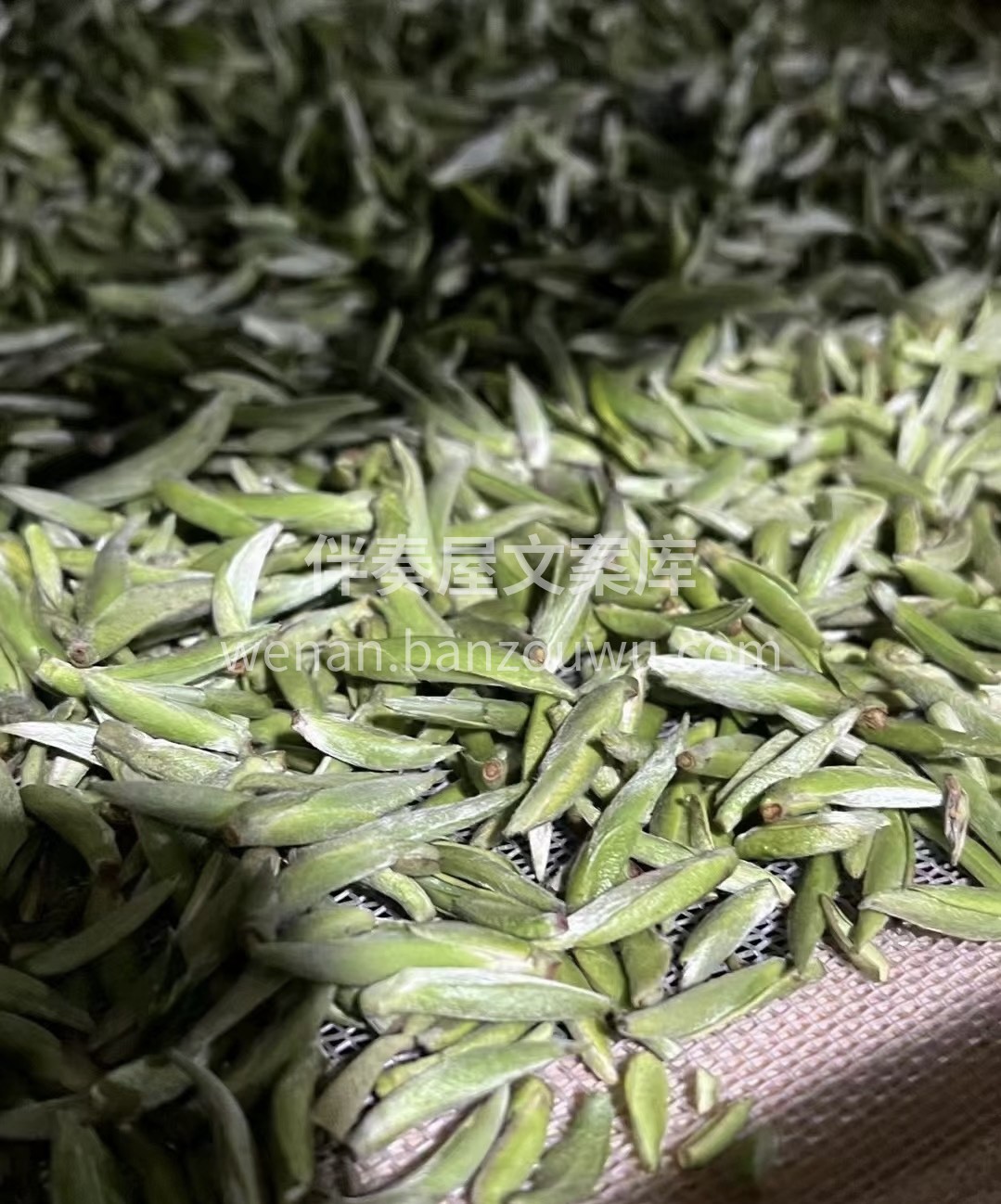 白毫银针为历史名茶，素有茶中“美女“““ 配图2