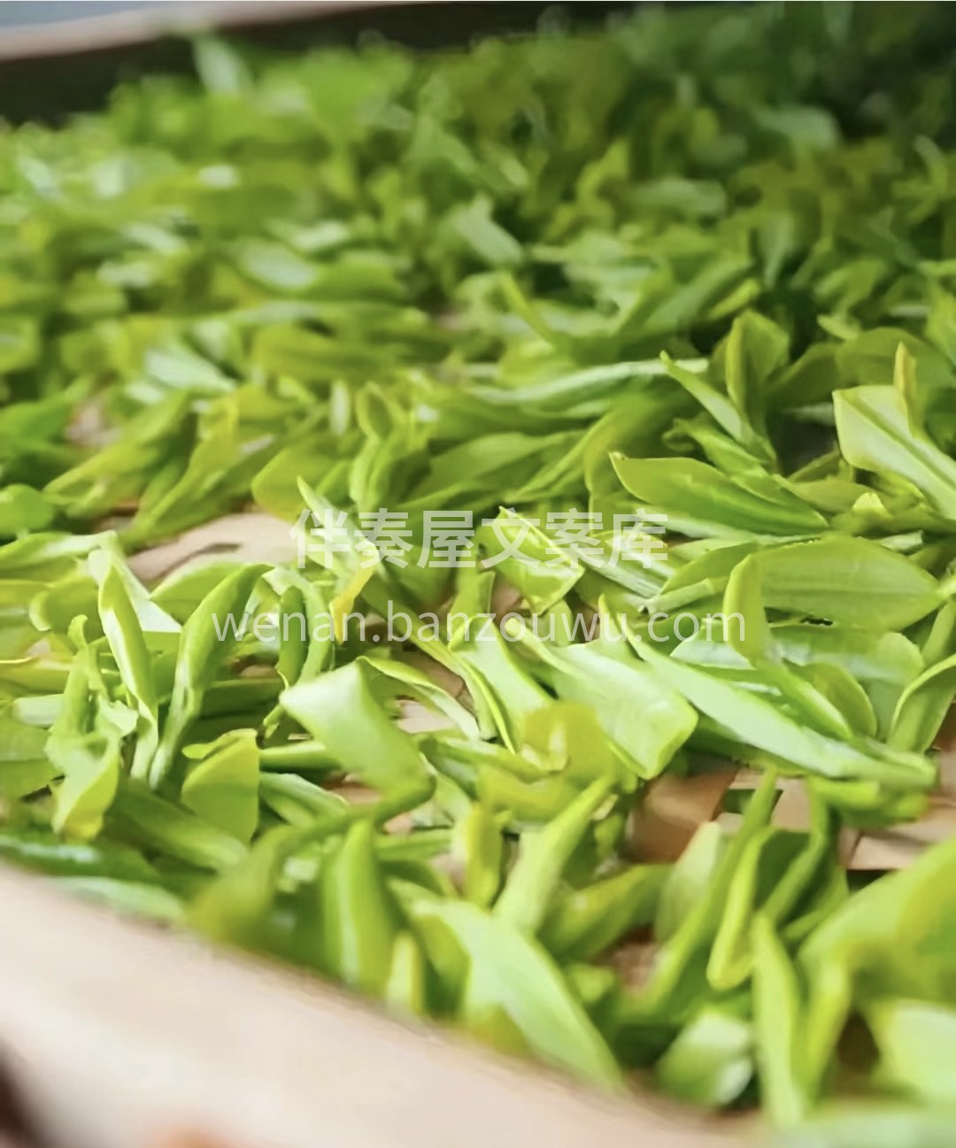 茶人，未必就是精于茶道之人，也未必是采茶 配图3