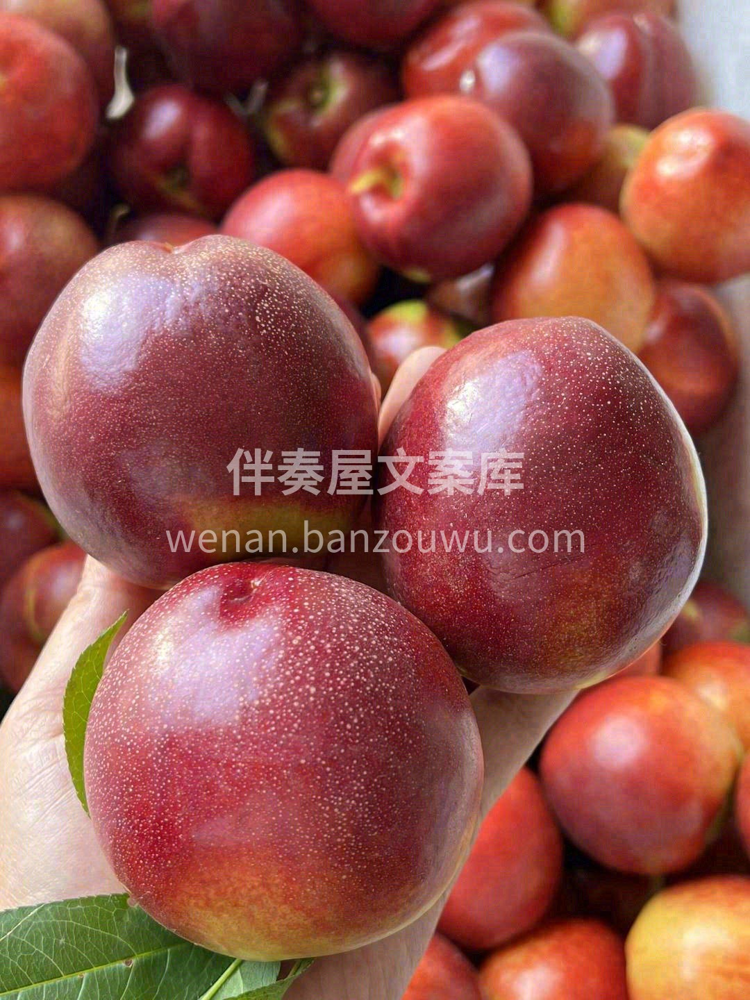 三生三世💍，时间太长🎗️ 十里桃花🌸，路 配图1