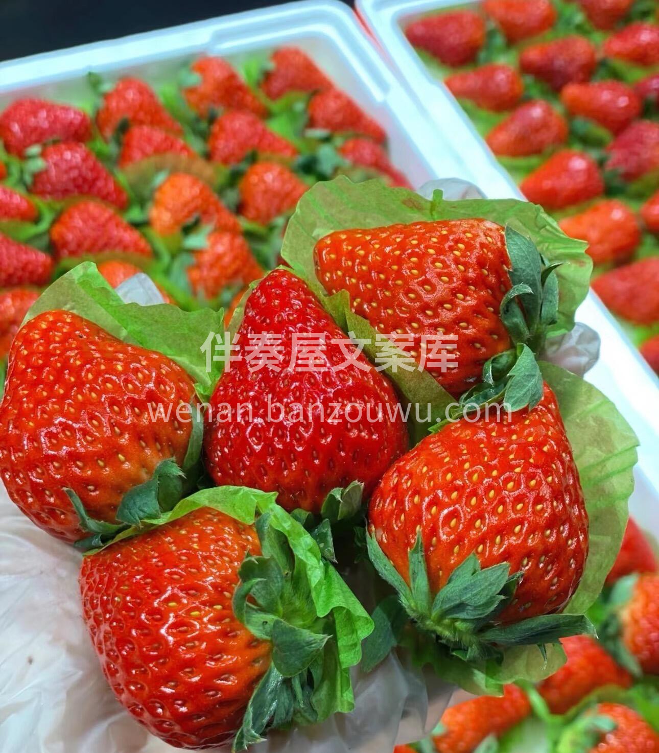 冬天一定是草莓味的🌈今日红颜草莓🍓大颗粒 配图2