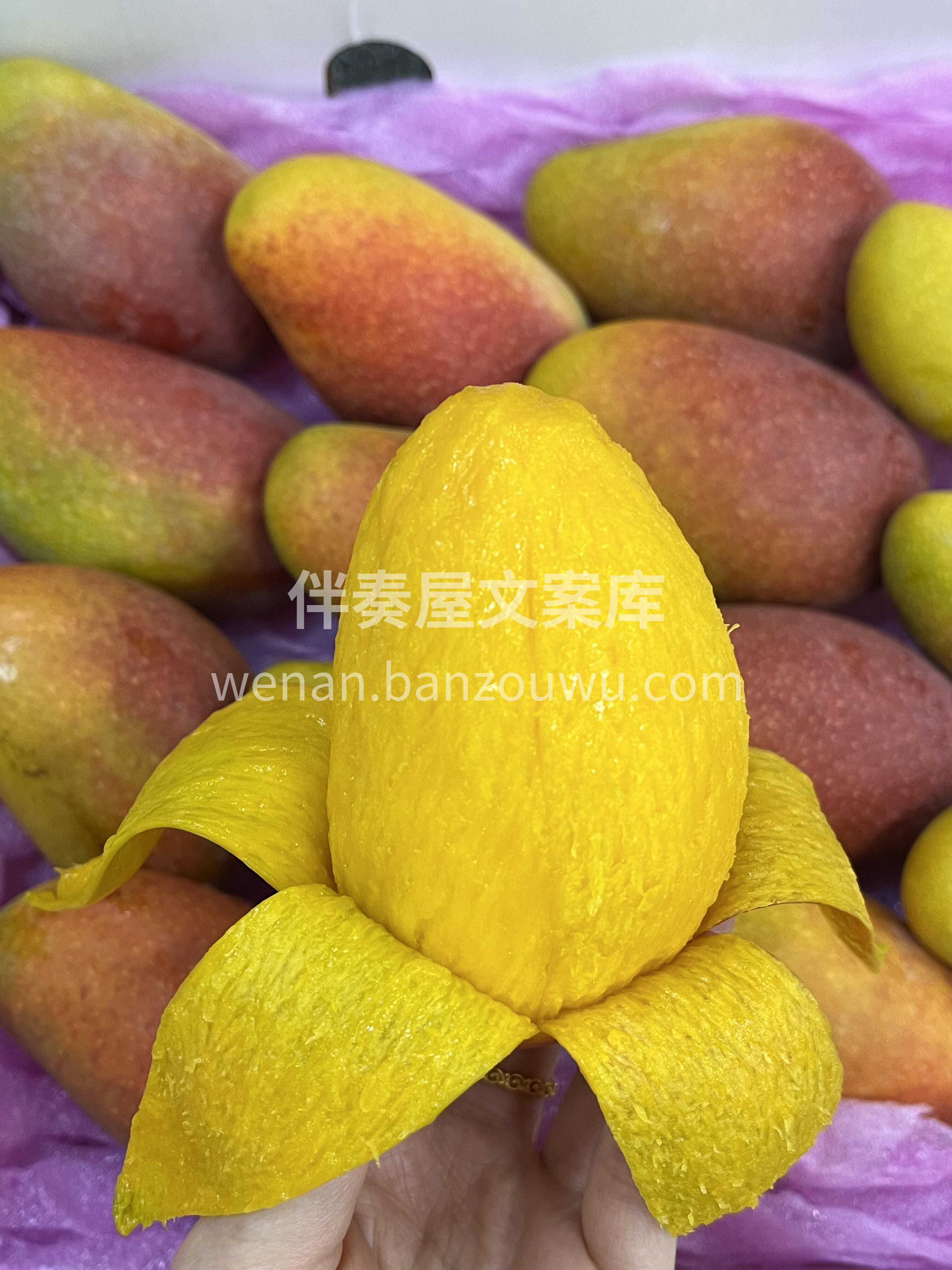 树熟贵妃芒🥭 全是胖嘟嘟的大果✌️ 超级 配图1