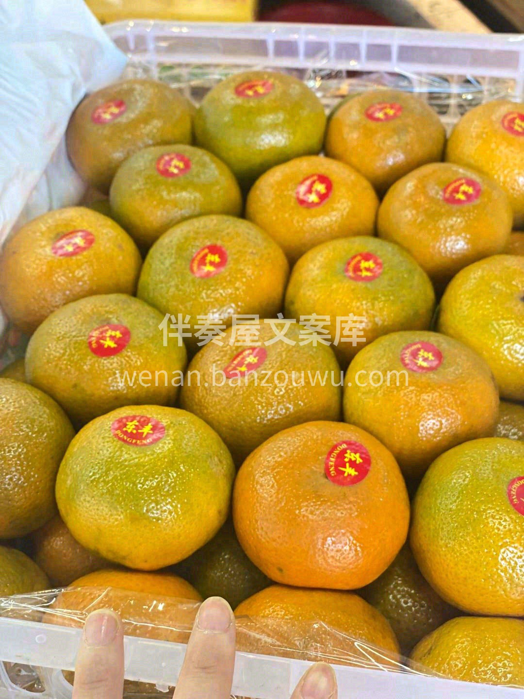 云南蜜橘||🍃一款小清新的果子 爆汁的橘 配图2