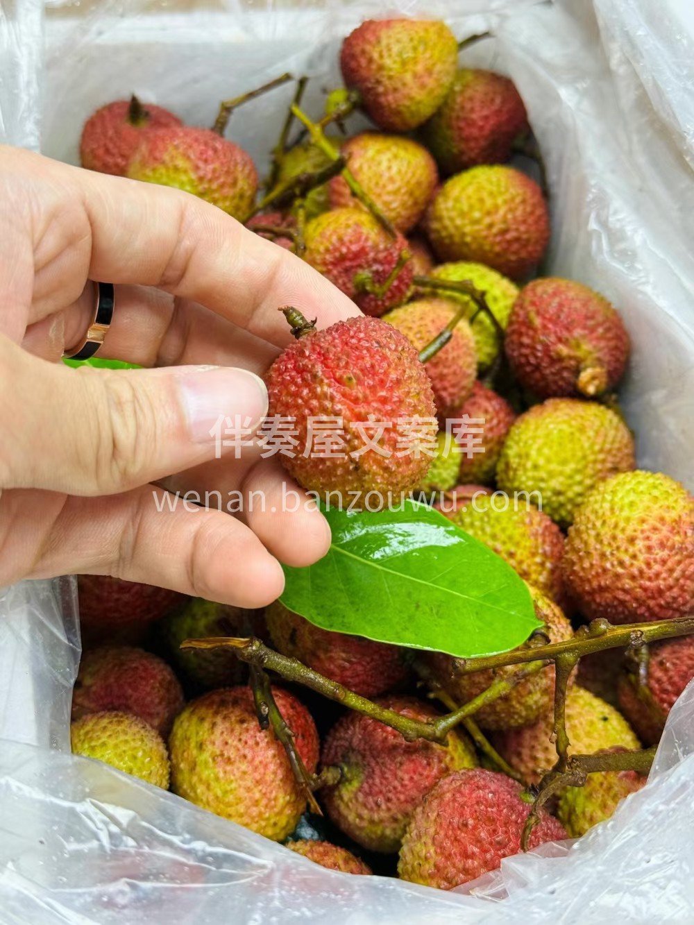 🌿 妃子笑荔枝 唐玄宗为博妃子一笑 动用 配图2