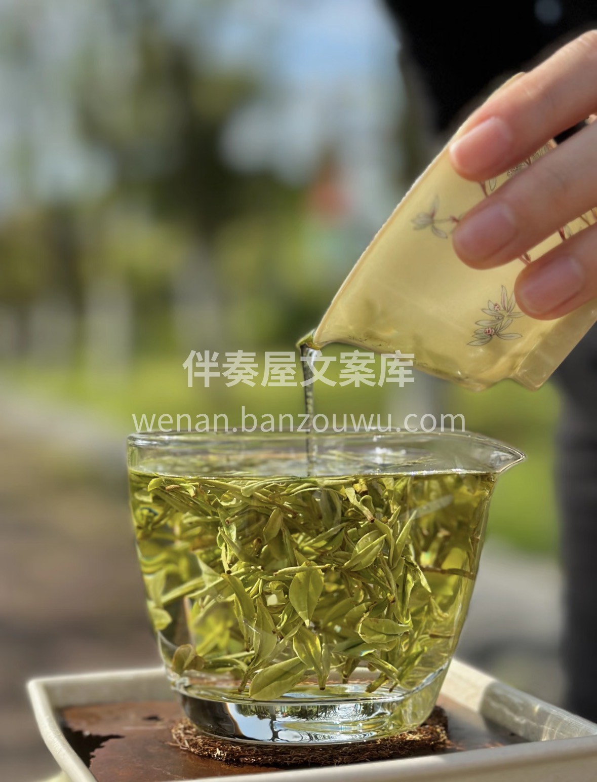 资溪白茶｜高山云雾生长，芽叶肥嫩，毫香显 配图3