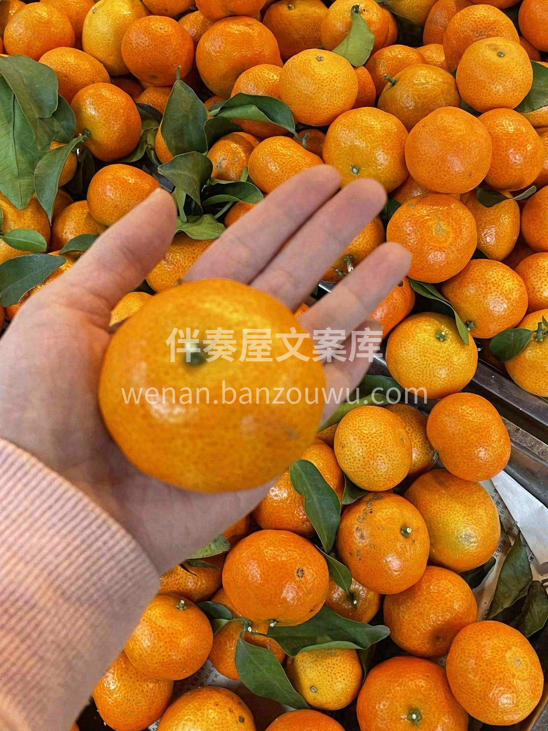 橘中之王👑，深冬砂糖🍊 香气浓郁🌈，甜而 配图2