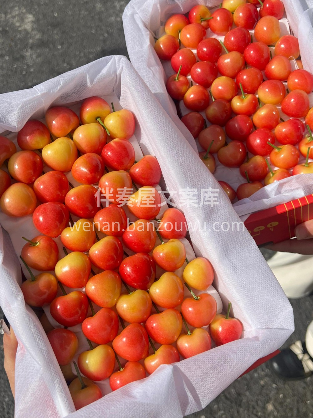 🌸春天的第一颗.顶尖货 -美国红黄樱桃🍒 配图2
