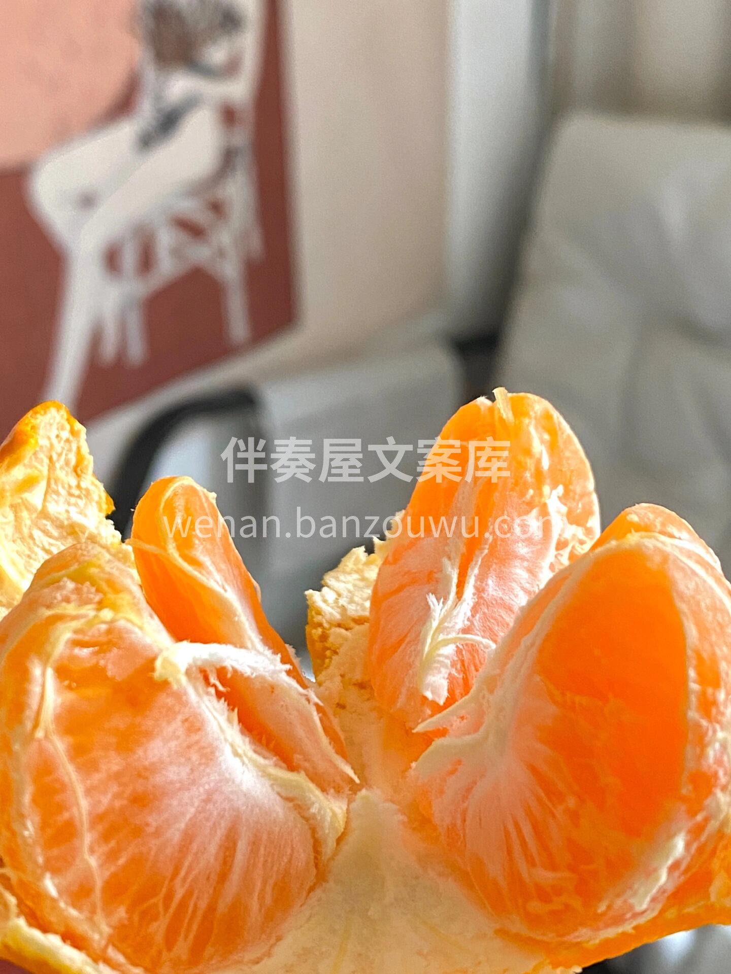 💯💯铛铛铛！克莱蒙软皮柑驾到🍊 橘子味超 配图2