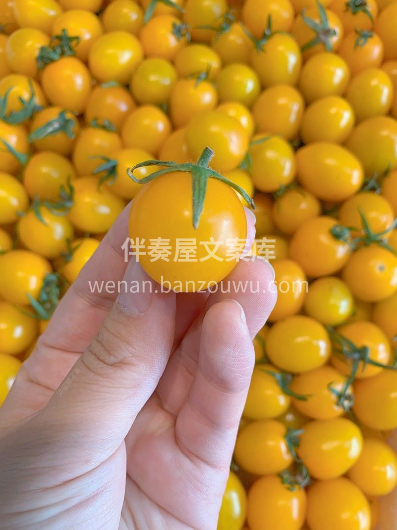 🍅柿柿如愿，柿小愿黄色阳光小番茄 每一口 配图3