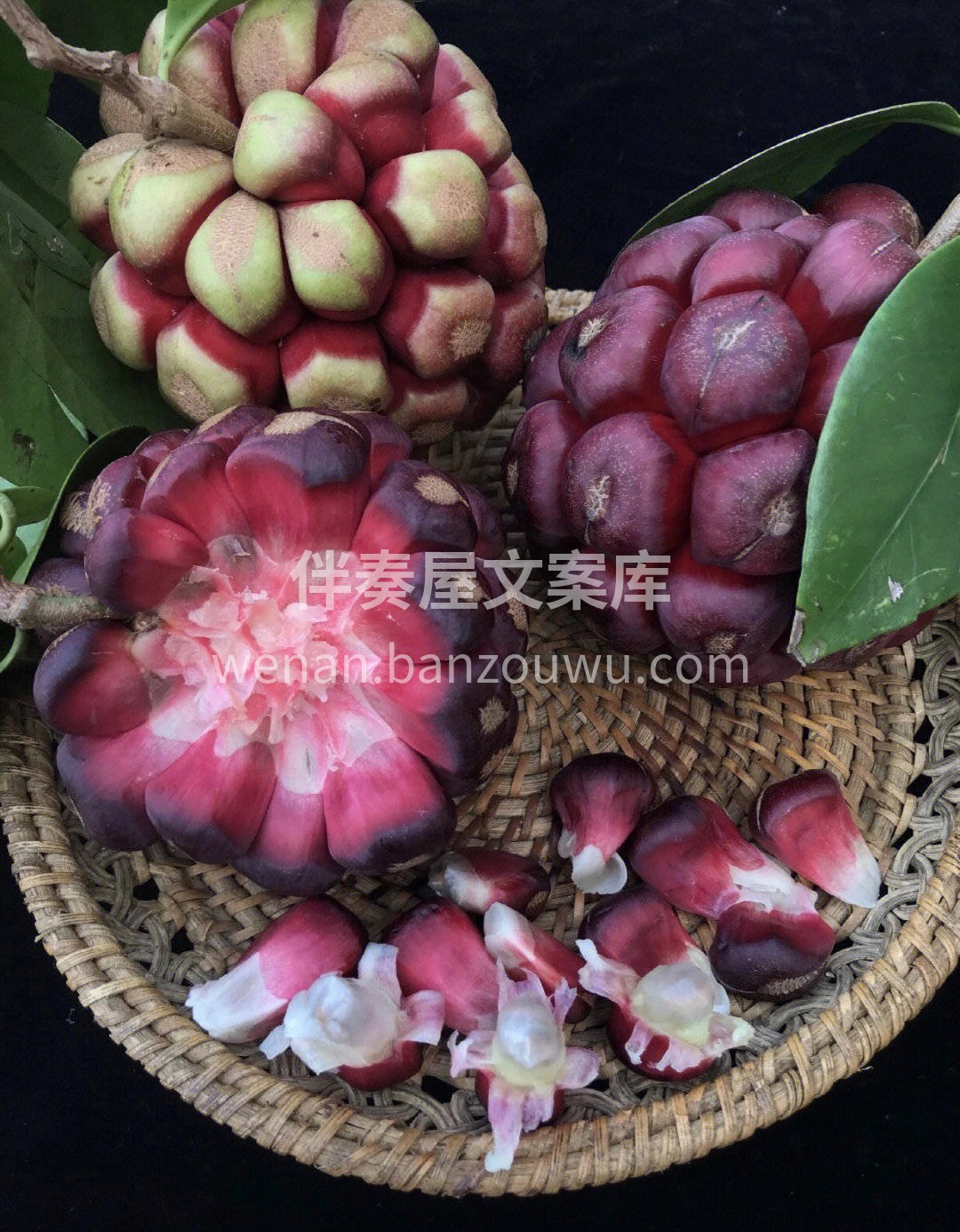 🐯黑老虎为聚合果，是由许多小果子共同组成 配图2