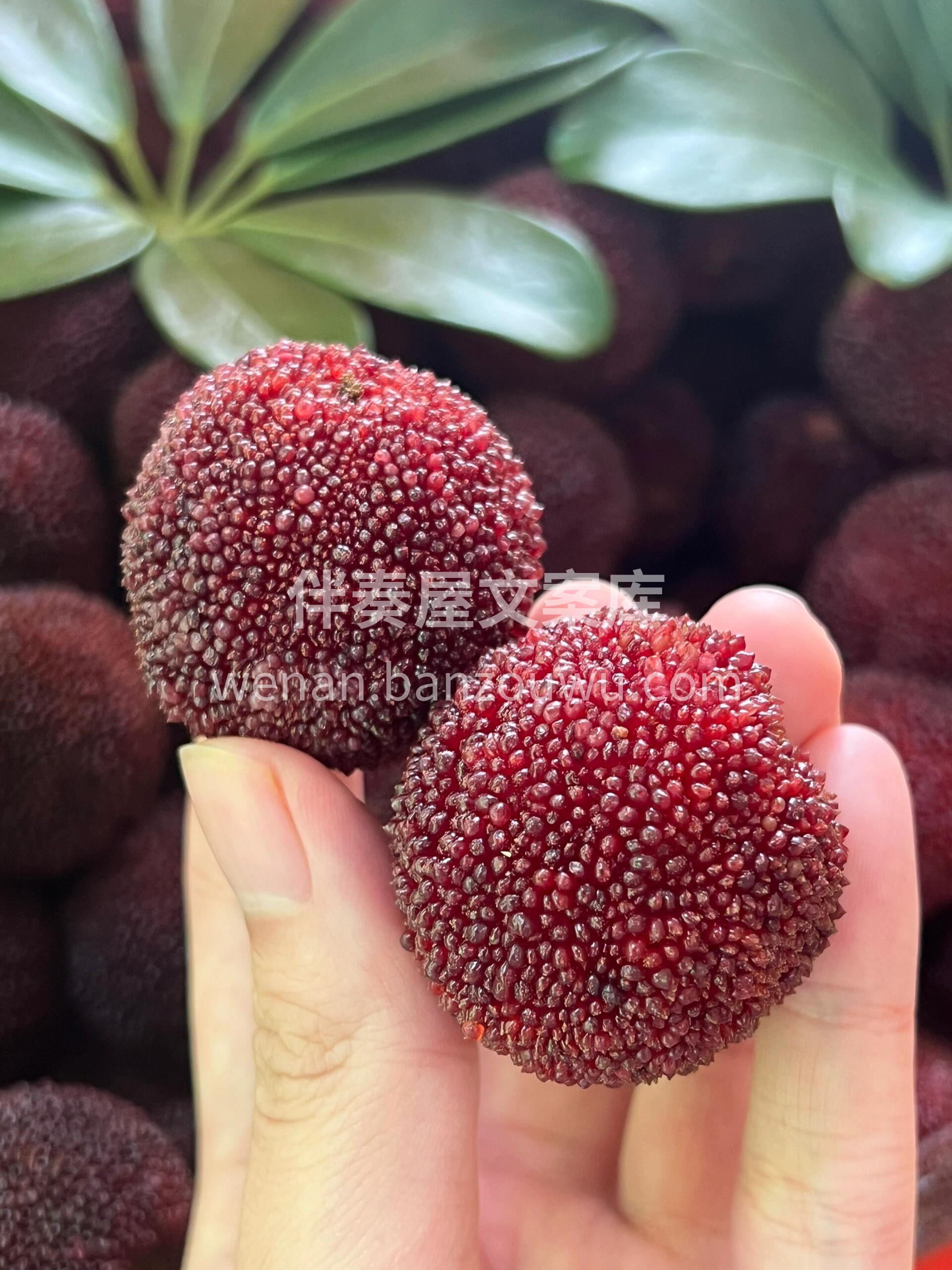今天杨梅只能这么形容😛，好吃到没朋友🥰  配图1