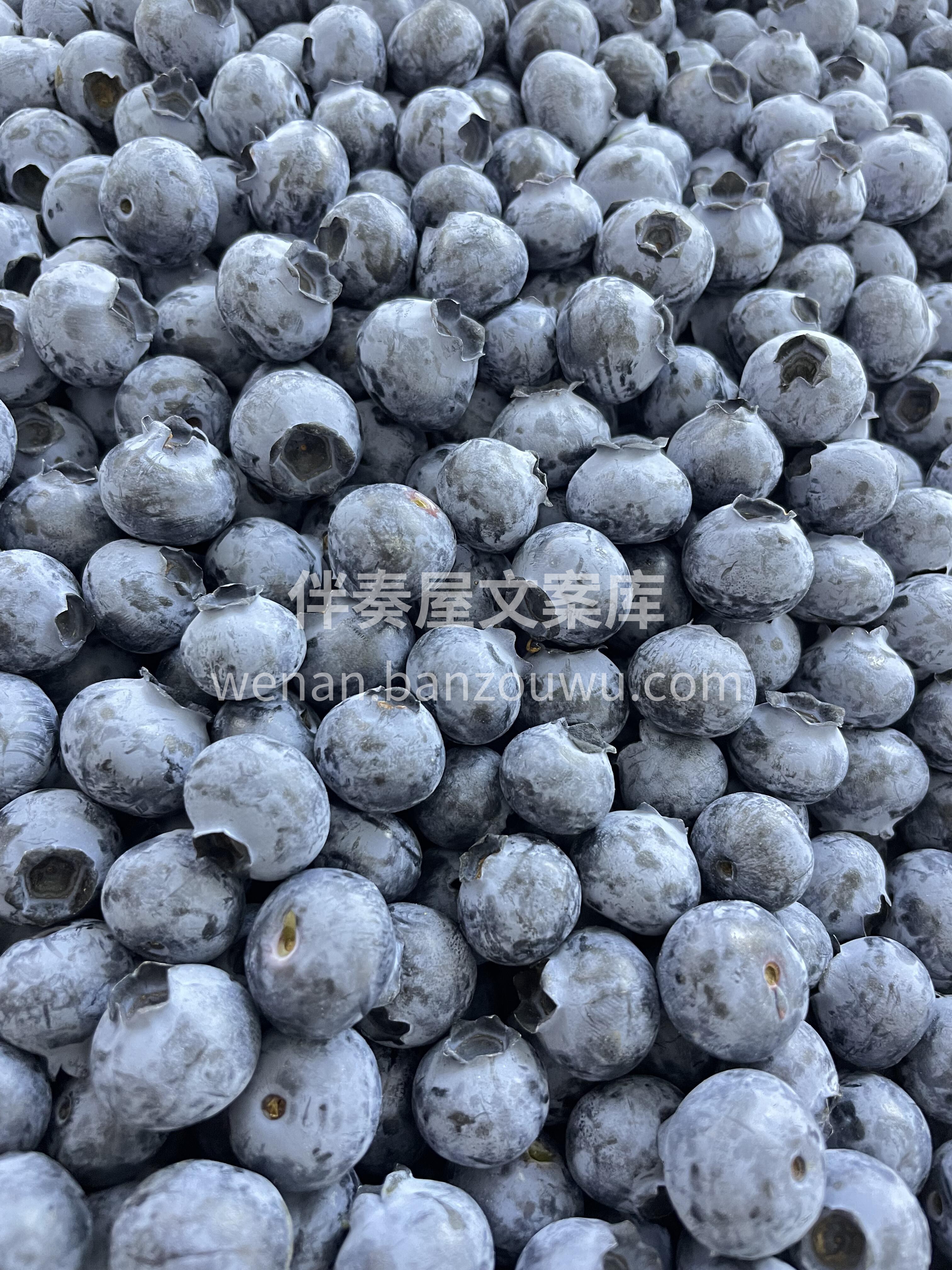 🫐 蓝莓！ 颗粒饱满 🫐✨ 看着很干净  配图2
