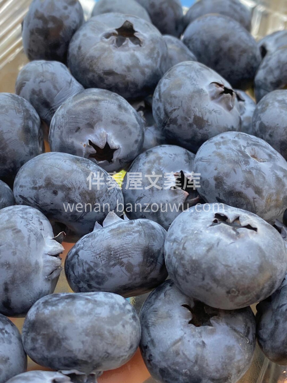 云南怡颗莓--蜜之玫蓝莓🫐*宝石级别的怡 配图3