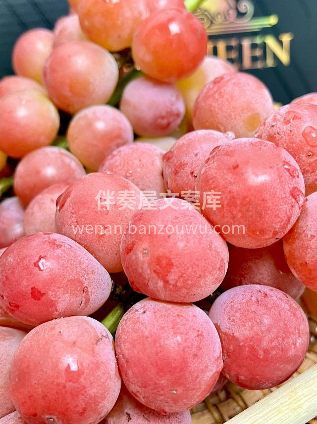 🍇 妮娜皇后📣📣 ✨盛夏的妮娜皇后🍇🍇脆 配图1