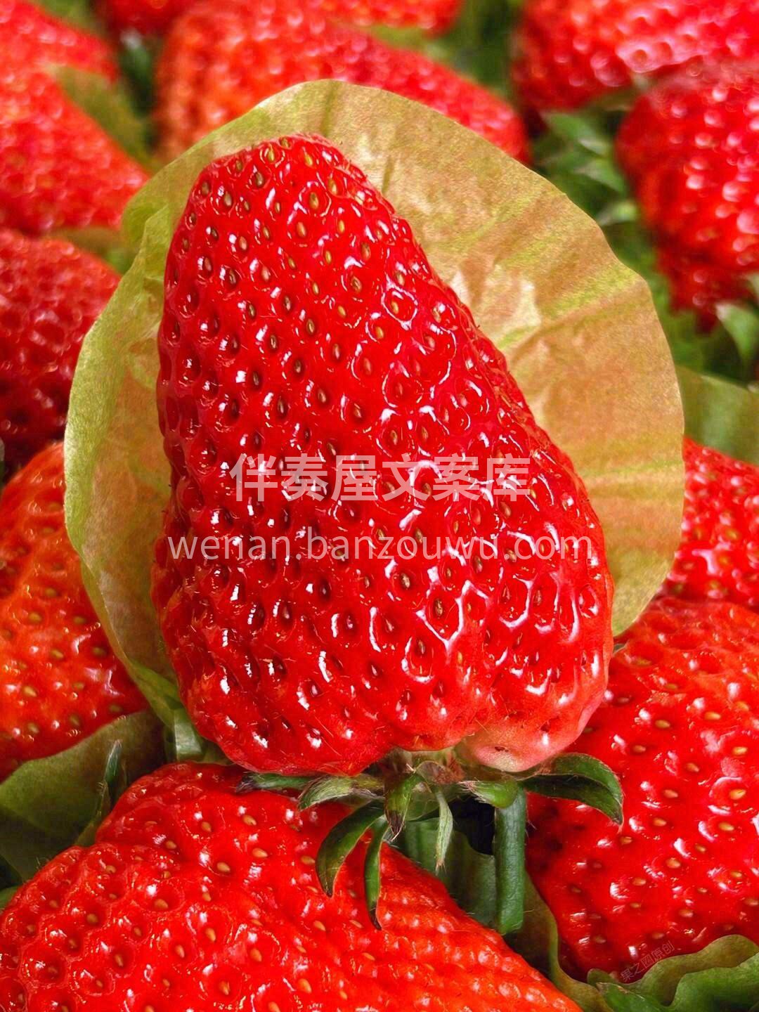 🍓一颗红颜草莓自然红透的小可爱谁能不爱呢 配图3