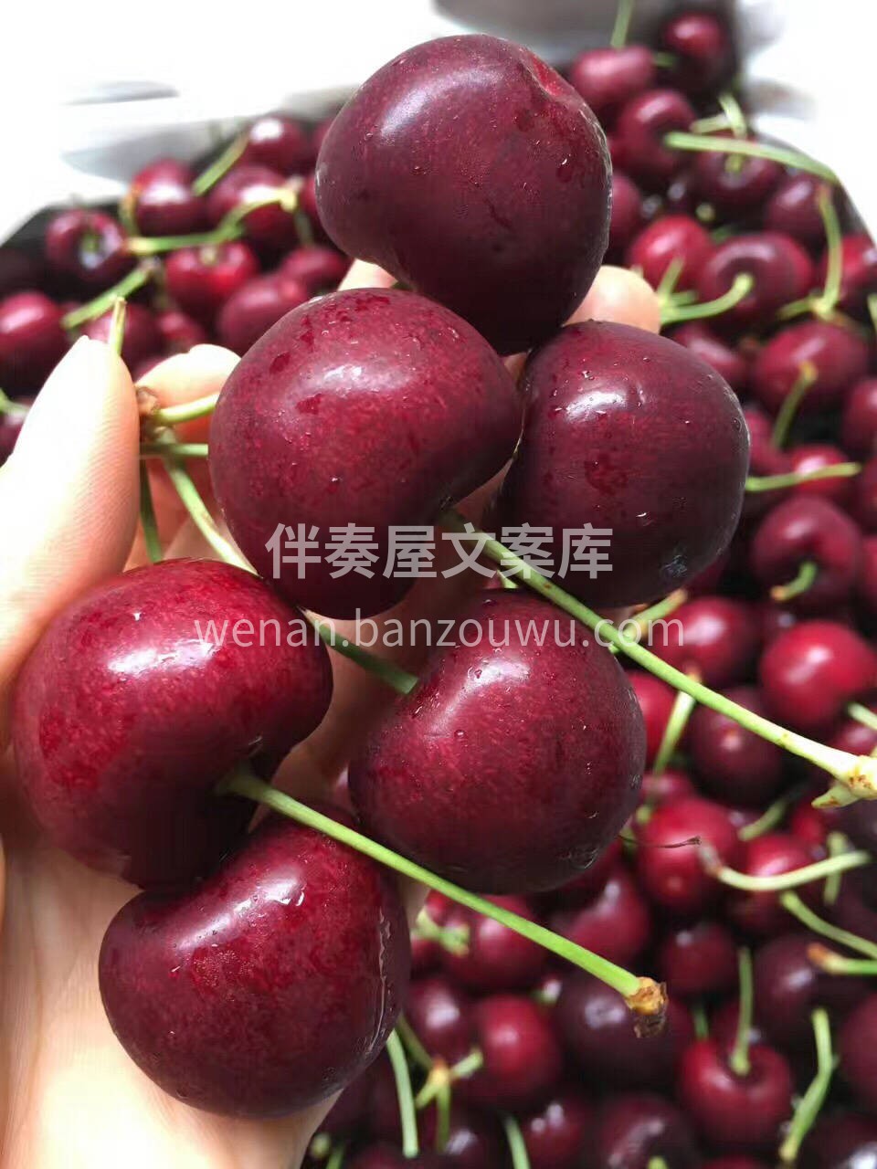 尝尝老美的车厘子，咱也压榨他们一把！ 🍒 配图3