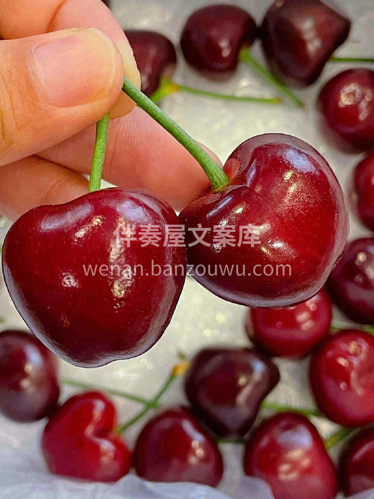 美早大樱桃一直有货🙋‍♀️ 颗颗饱满，汁 配图1