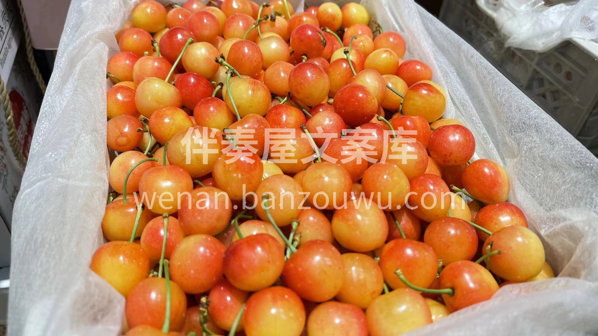 新品推荐→黄蜜水晶樱桃🍒 一颗入口👄满是 配图3