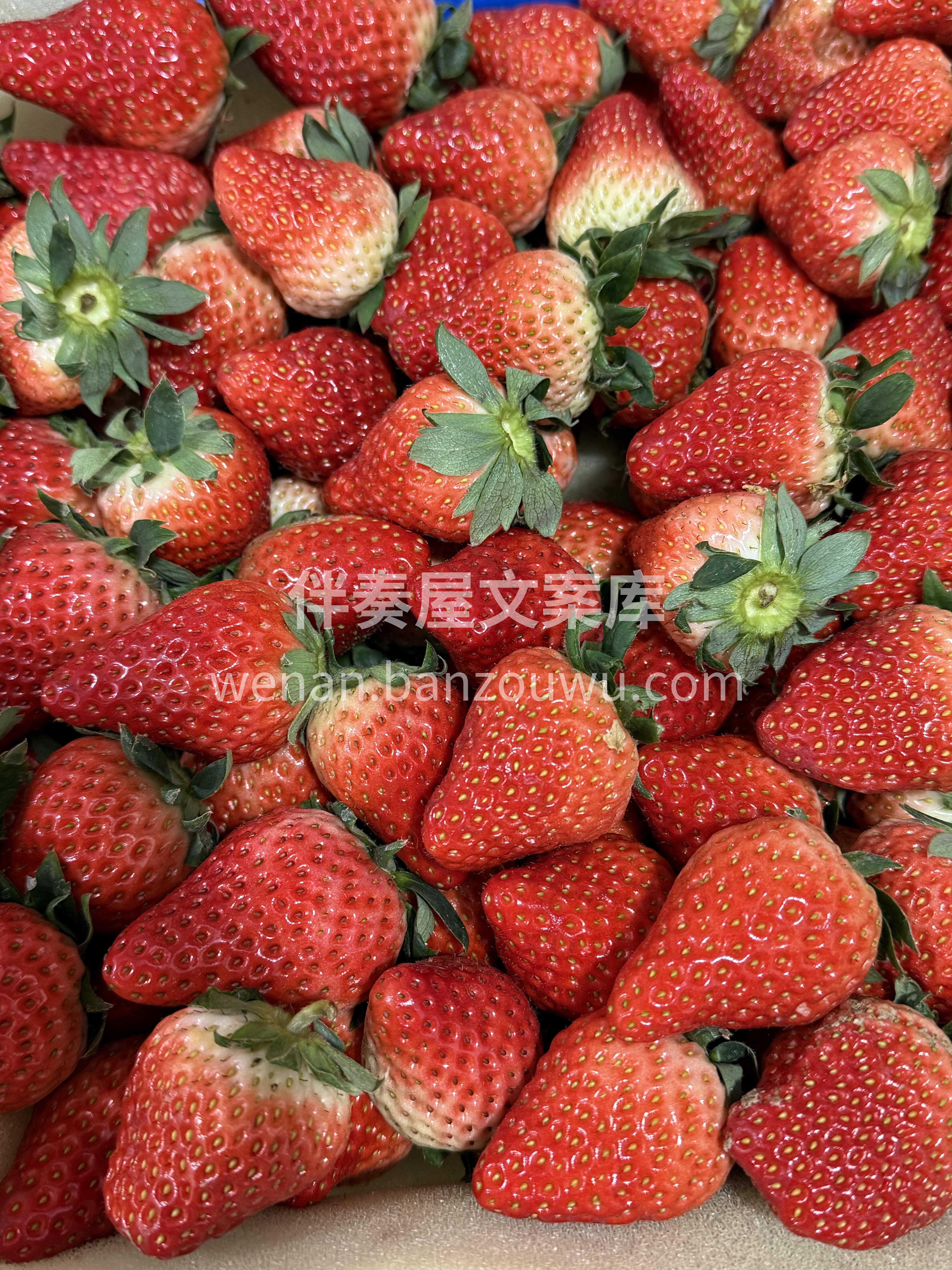🍓 奶油草莓奶香浓郁！ 个头大果肉饱满🥛 配图2