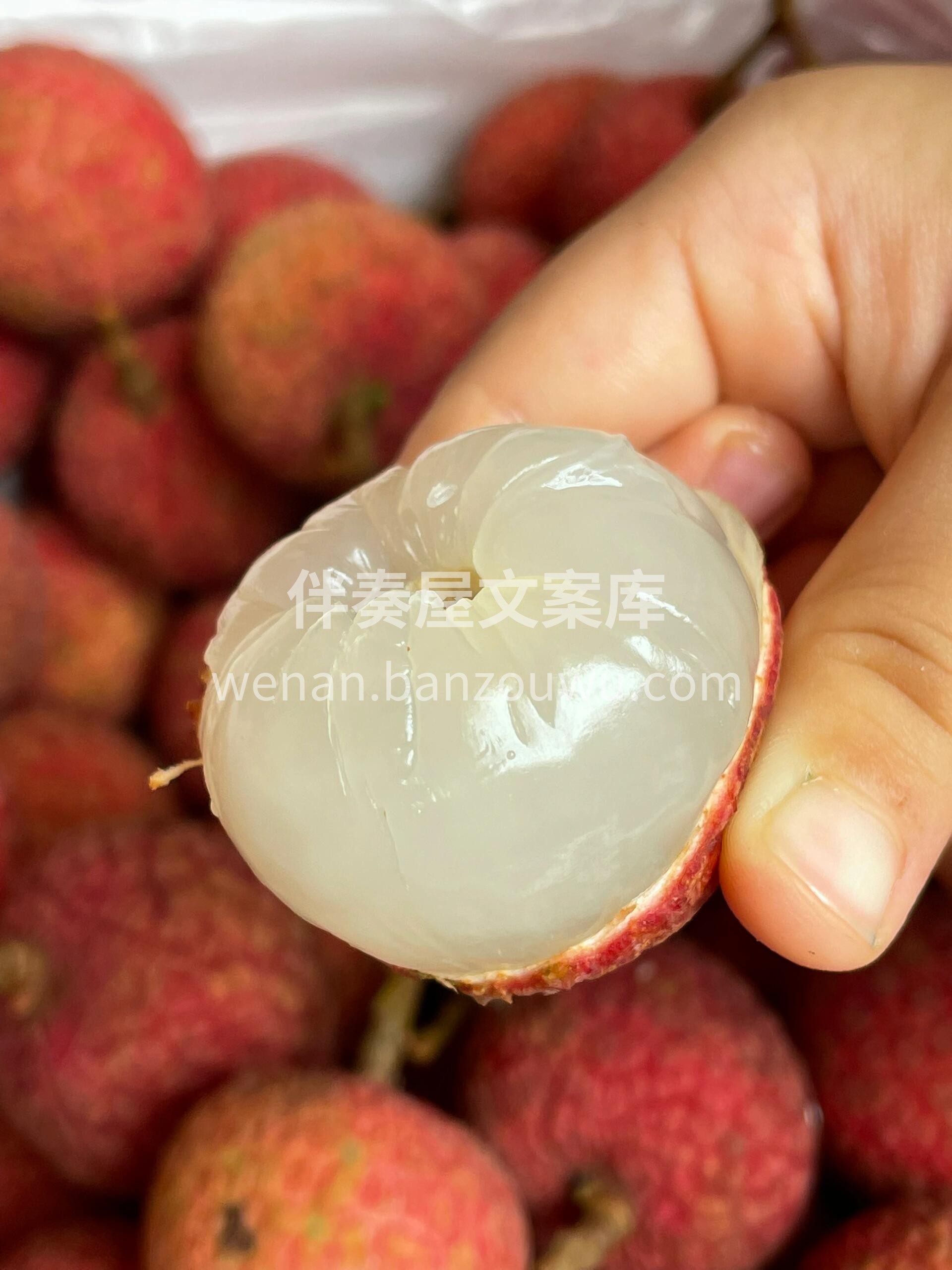 #荔枝成熟季♥️ 每一颗白糖罂，如同珍珠 配图3