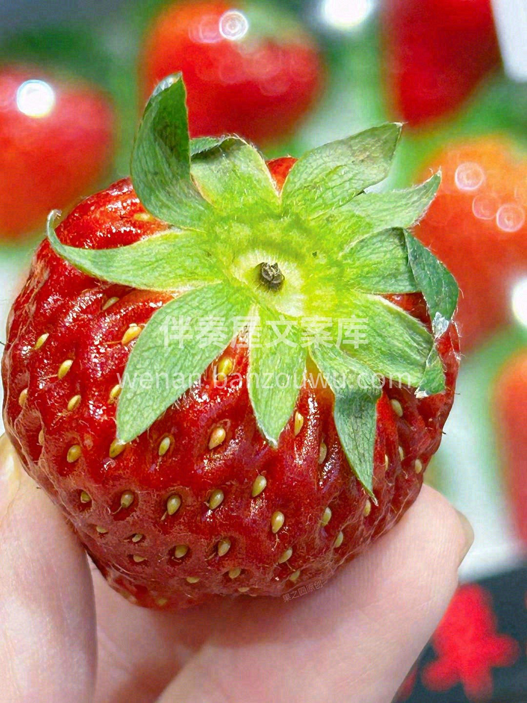 丹东红颜🍓 草莓是冬的气息❄，除了霸道总 配图2