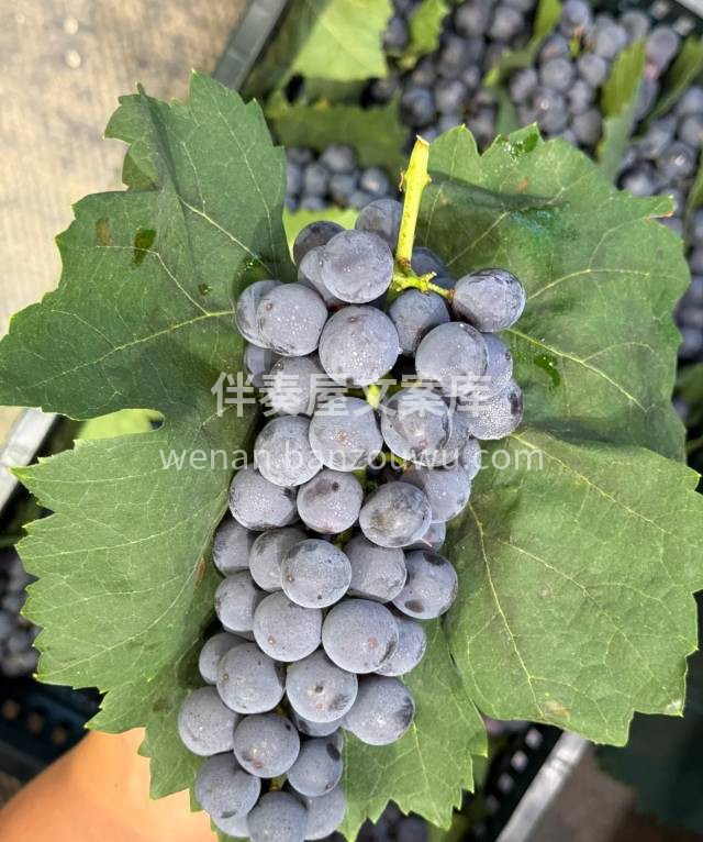 推荐❤️🧑‍🌾夏黑葡萄🍇 不用吐籽的“葡 配图1