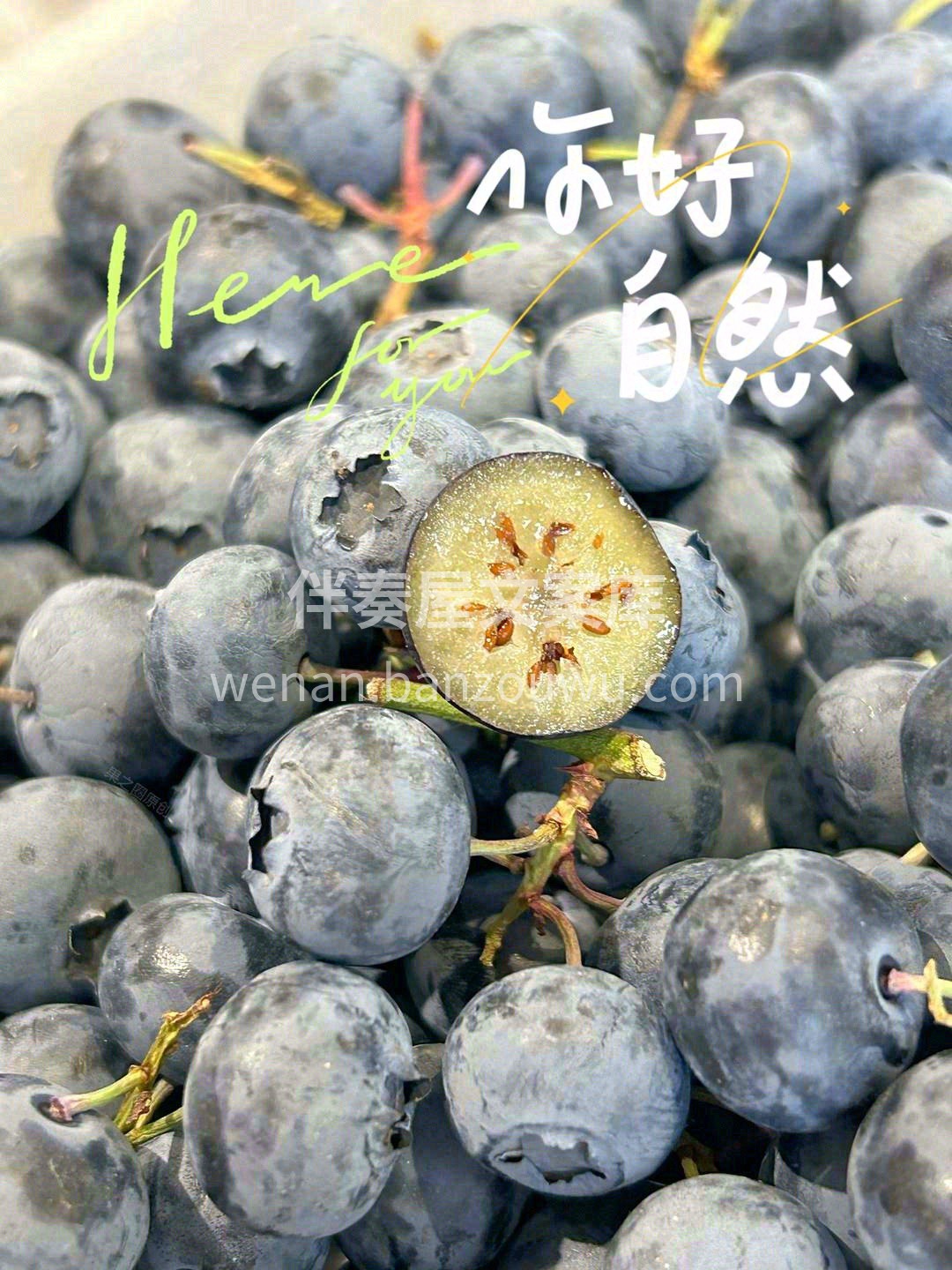 蓝紫色蓝莓“精灵”🧚带着翠绿的嫩枝儿🌱  配图3