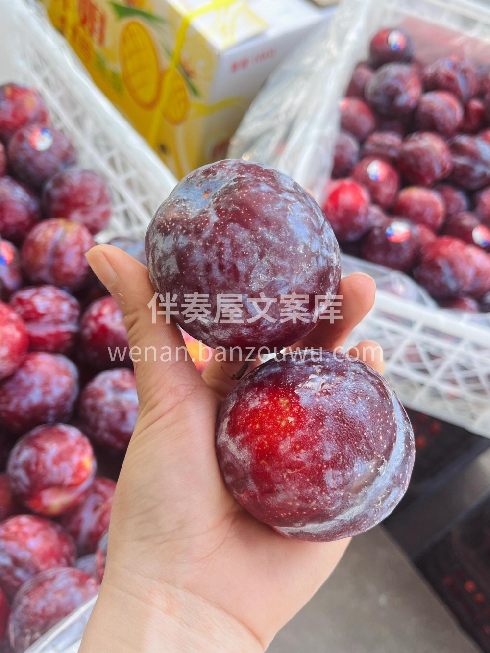 颜色很漂亮的李子?好货不断、智利紫蜜李? 配图1