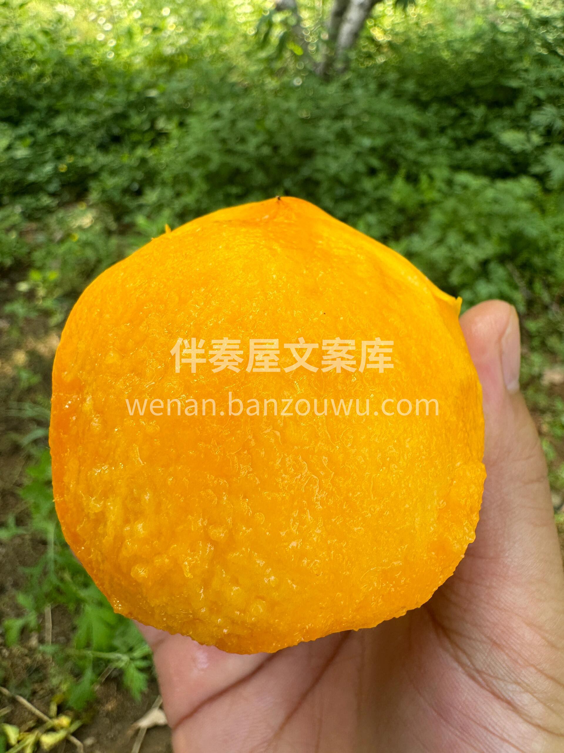 💛【黄油桃】🍑 入口就能让你尖叫不止于甜 配图1