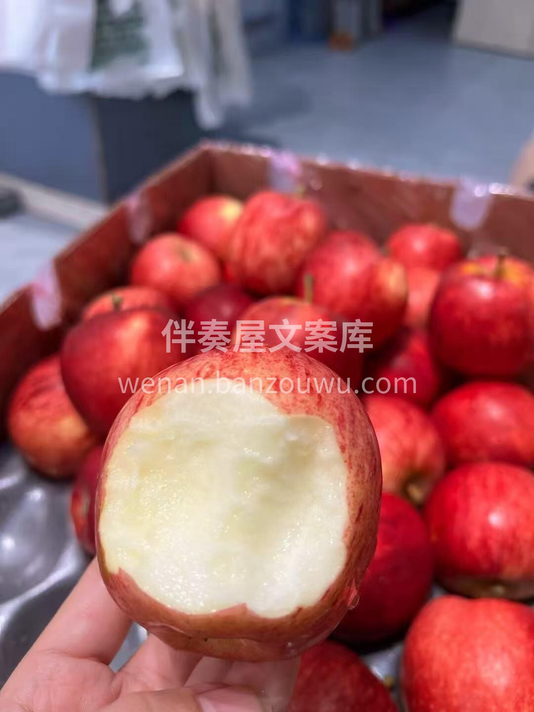 【南非🇿🇦小苹果】 肉质爽脆，入口脆爽多 配图2